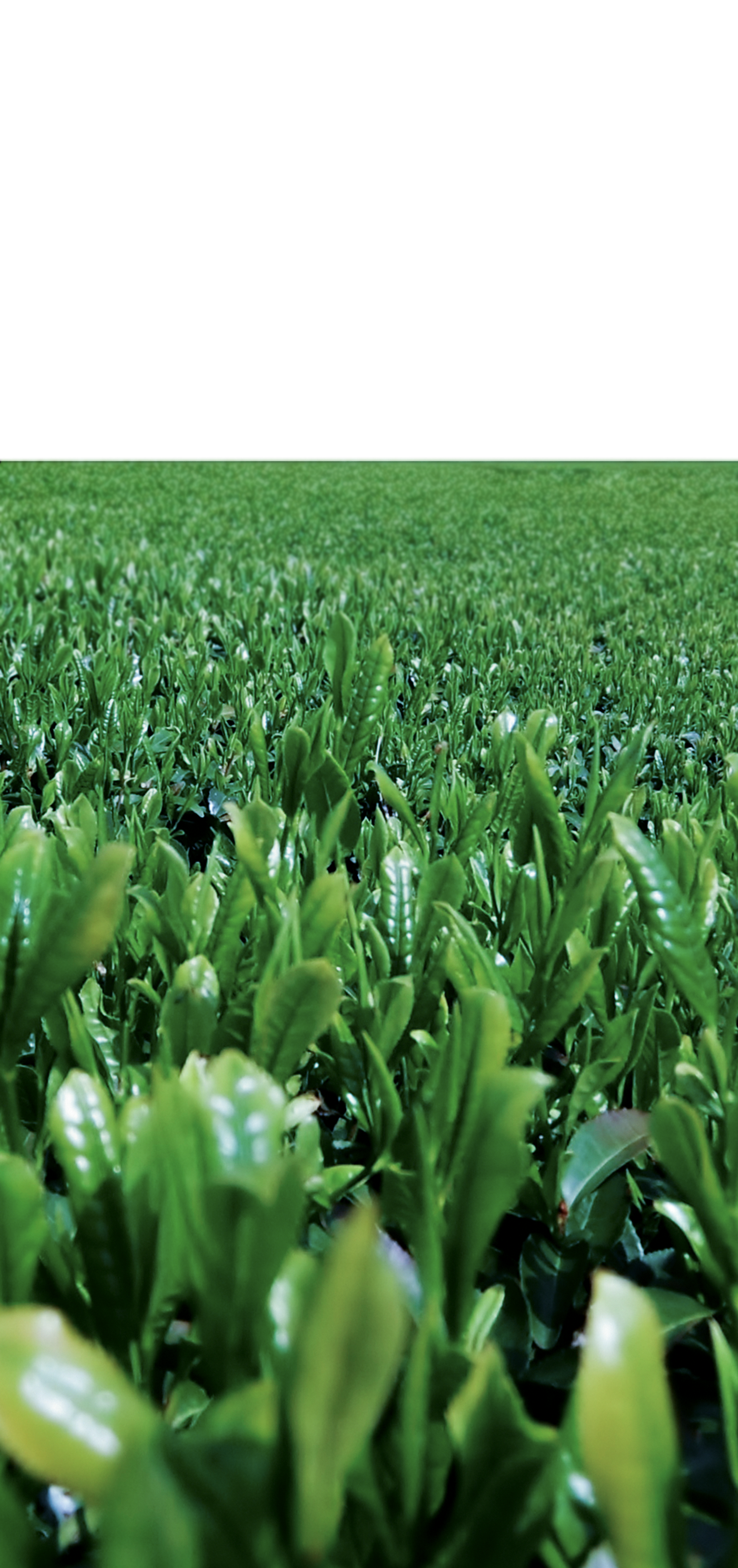 寿ず木園について